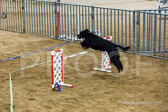 Agility Sun STD Fast 24 Gordon Setter Robin-JJJ_4828-HR3