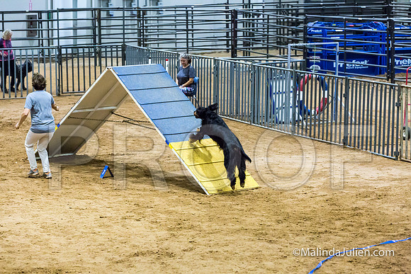 Agility Sun STD Fast 24 Gordon Setter Robin-JJJ_4829-HR3