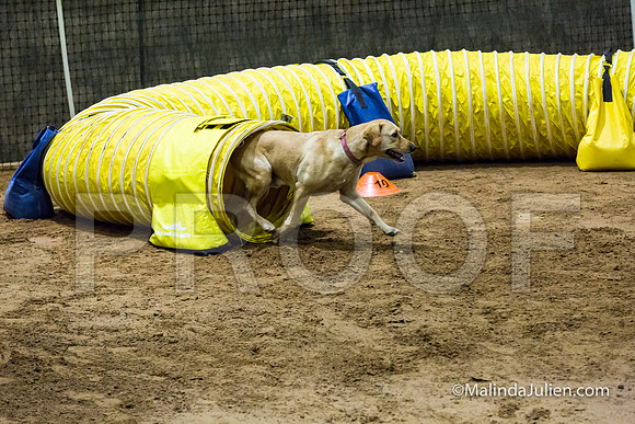 Agility Sun STD Fast 24 Labrador Retriever Capella-JJJ_4879-HR3