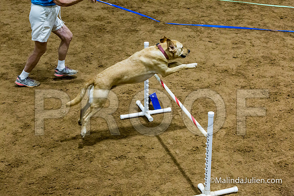 Agility Sun STD Fast 24 Labrador Retriever Capella-JJJ_4882-HR3