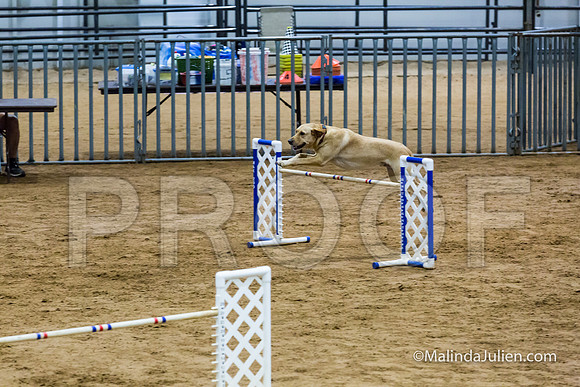 Agility Sun STD Fast 24 Labrador Retriever Capella-JJJ_4887-HR3