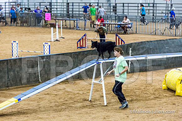 Agility STD Exc Sun 16 Australian Cattle Dog Envy-JJJ_6803-HR3