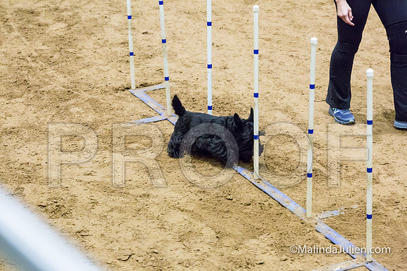 Agility STD Exc Sun 8 Scottish Terrier Misty-JJJ_5798-HR3