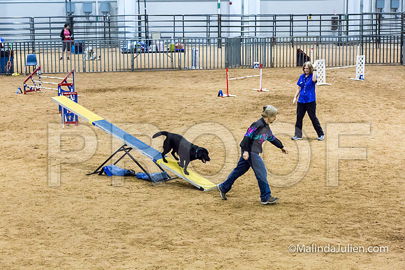 Agility STD Sun 20 Labrador Retriever-JJJ_7882-HR3
