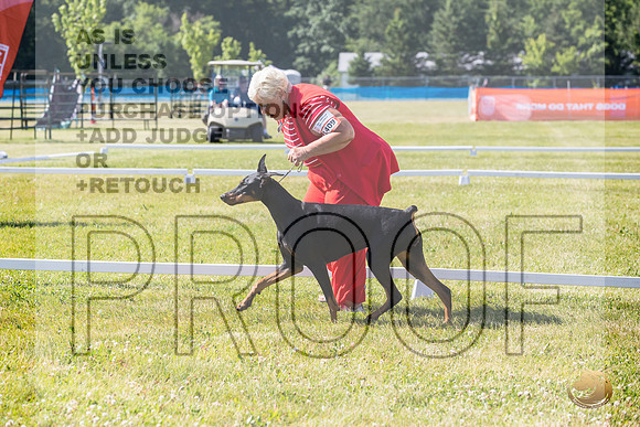 Doberman Pinscher Ring Fri_JJL_2201_Premier_2024_HR3