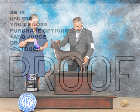 American Hairless Terrier #7 sun WD Judge Nancy Lovelady-_JP_0901e-CCKC2023_HR3