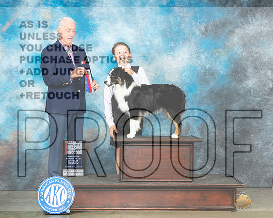 Miniature American Shepherd #5 Fri WDBOS Judge Dr Steve Keating-_JP_4056e-AmarilloHR3
