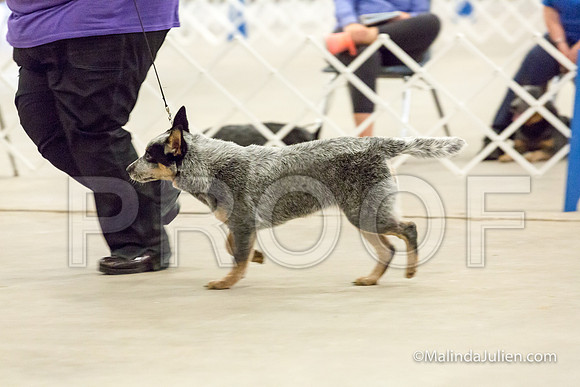 3-6 Mo Puppy Bitches Mon-JJJ_0695-HR3
