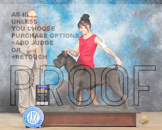 Cane Corso #7 sun BOB Judge John Schoeneman-_JP_0813e-CCKC2023_HR3