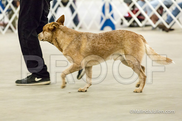 12-19 Mo Puppy Dog Mon-JJJ_0583-HR3