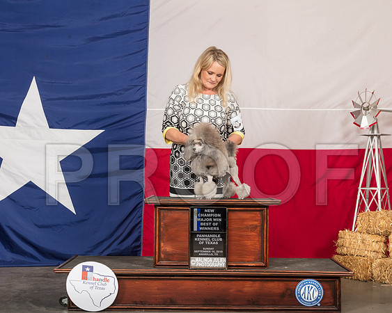 Poodle Toy #19 Sun NCh Odom PHartinger Wade DiNardo-SSR_1318-HR3