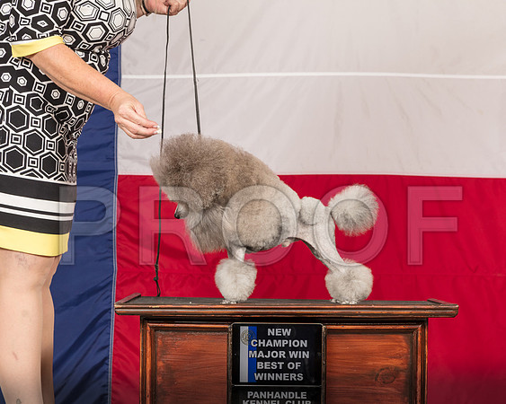 Poodle Toy #19 Sun NCh Odom PHartinger Wade DiNardo-SSR_1324-HR3