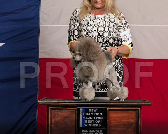 Poodle Toy #19 Sun NCh Odom PHartinger Wade DiNardo-SSR_1332-HR3