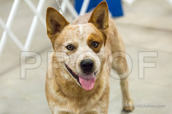 Best Head Dog Mon-JJJ_0986-HR3