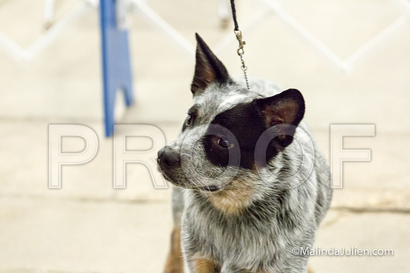 Best Head Dog Mon-JJJ_0992-HR3