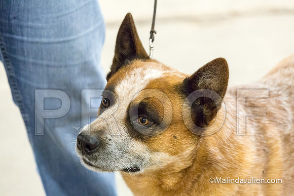 Best Head Dog Mon-JJJ_0996-HR3