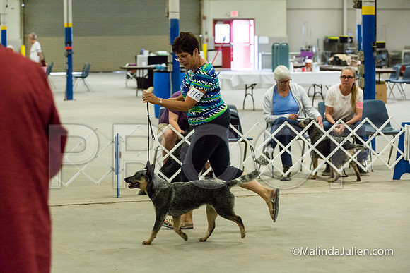 Best Puppy Mon-JJJ_0816-HR3