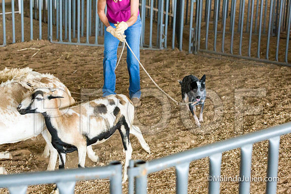 Herding Instinct Mon Stacey Edwards-JJJ_0006-HR3