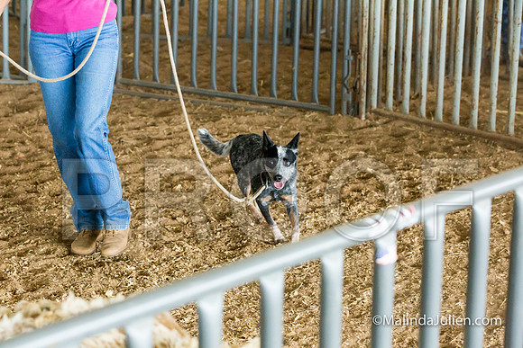 Herding Instinct Mon Stacey Edwards-JJJ_0005-HR3