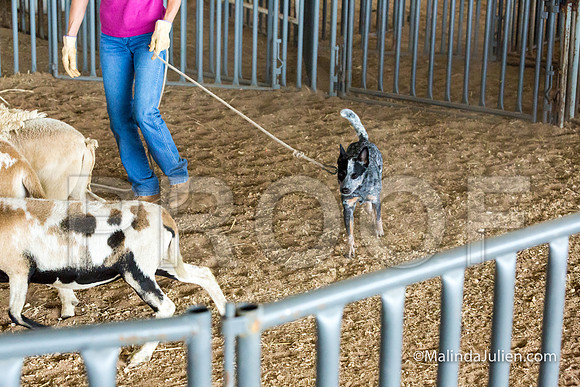 Herding Instinct Mon Stacey Edwards-JJJ_0012-HR3