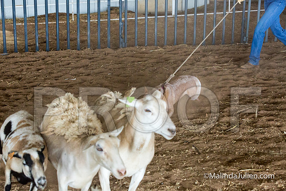 Herding Instinct Mon Stacey Edwards 2-JJJ_0088-HR3