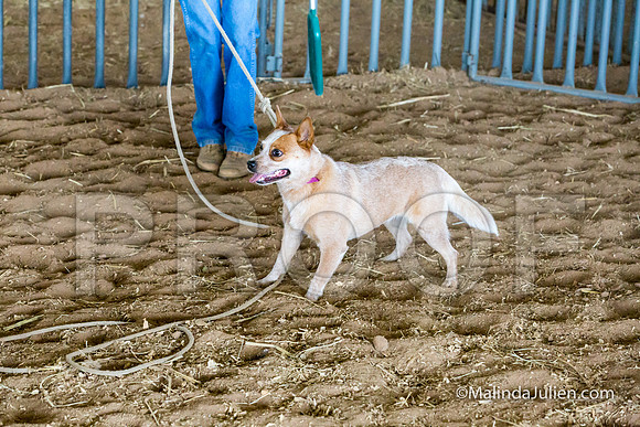Herding Instinct Mon Stacey Edwards 2-JJJ_0098-HR3