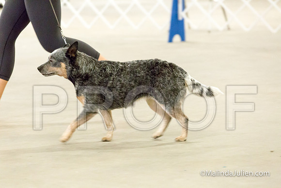 Herding Mon-JJJ_1387-HR3