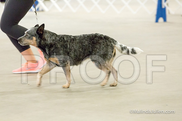 Herding Mon-JJJ_1388-HR3