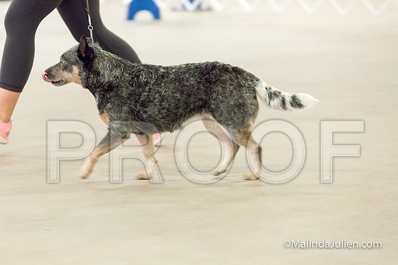 Herding Mon-JJJ_1389-HR3