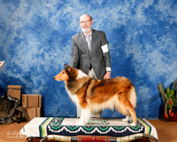 Collie Rough #10 Sun Custom +A1