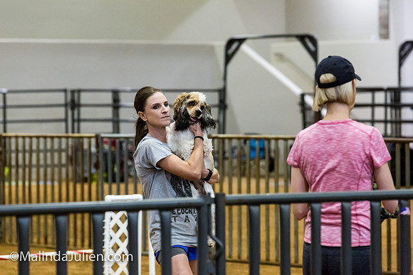 Agility JWW Nov 16 Sat Cocker Spaniel Louie-JJJ_3281-ACDCA2018-HR3