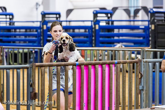 Agility JWW Nov 16 Sat Cocker Spaniel Louie-JJJ_3285-ACDCA2018-HR3