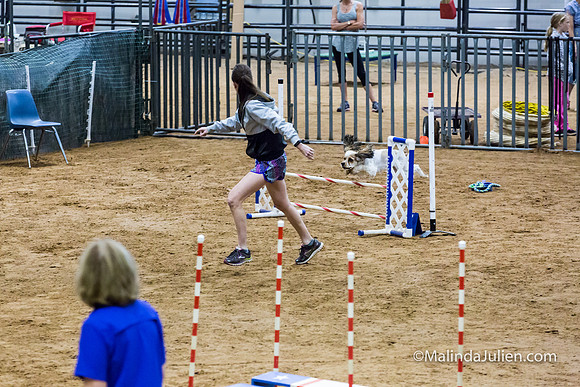 Agility Sun STD 16 Cocker Spaniel Louie-JJJ_4985-HR3