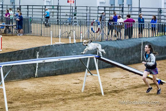 Agility Sun STD 16 Cocker Spaniel Louie-JJJ_4987-HR3