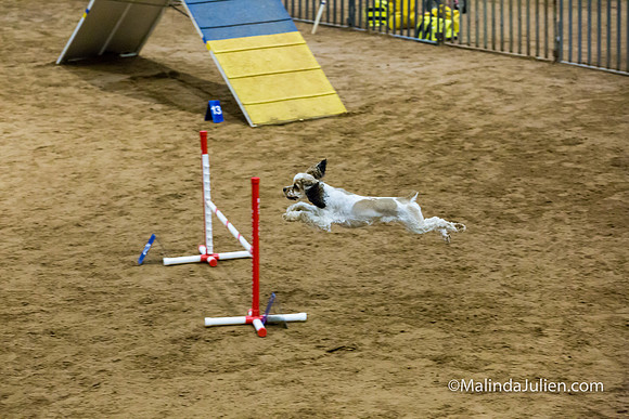 Agility Sun STD 16 Cocker Spaniel Louie-JJJ_4994-HR3