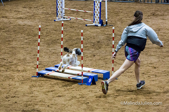 Agility Sun STD 16 Cocker Spaniel Louie-JJJ_4998-HR3
