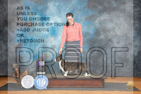 Cardigan Wlesh Corgi #8 Sat WBM Judge Denise Dean__JP_7784_MARSHALL_2024_HR3