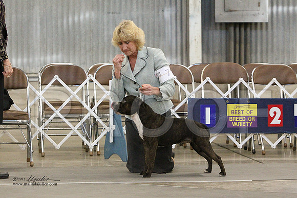 AmStaff-1152