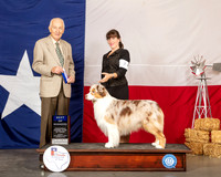 Australian Shepherd #7 Sun BOW Judge Roger Hartinger