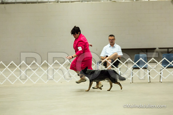 BOB Dogs 1 Wed-JJJ_1932-HR3