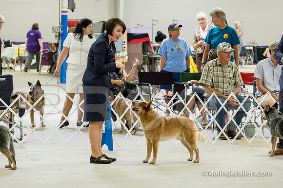 BOB Dogs 1 Wed-JJJ_1943-HR3