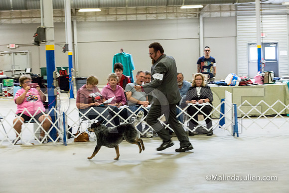 BOB Dogs 2 Wed-JJJ_2085-HR3