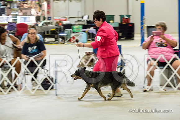 BOB Dogs Cut Wed-JJJ_2414-HR3