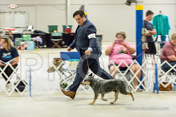 BOB Dogs Cut Wed-JJJ_2425-HR3