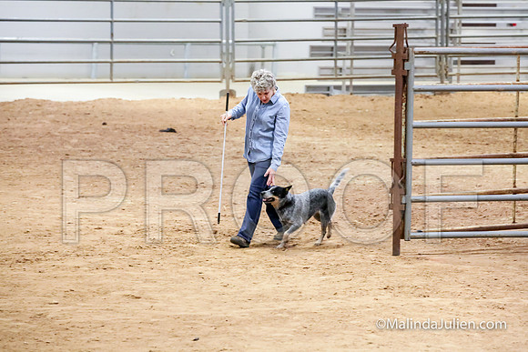 Herding Thur #301C Course A Cattle Aggie Sherry-JJJ_3923-HR3