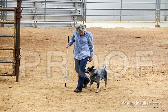 Herding Thur #301C Course A Cattle Aggie Sherry-JJJ_3927-HR3