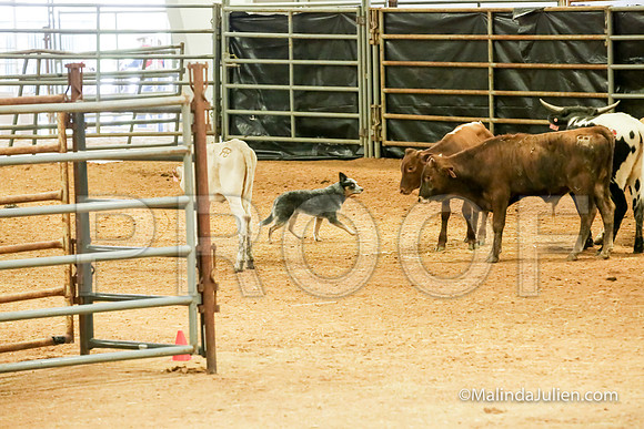 Herding Thur #302C Course A Cattle Joey Gerri-JJJ_3931-HR3