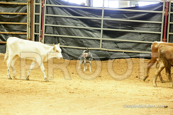 Herding Thur #302C Course A Cattle Joey Gerri-JJJ_3936-HR3