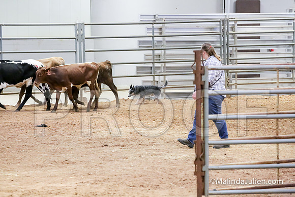 Herding Thur #302C Course A Cattle Joey Gerri-JJJ_3945-HR3