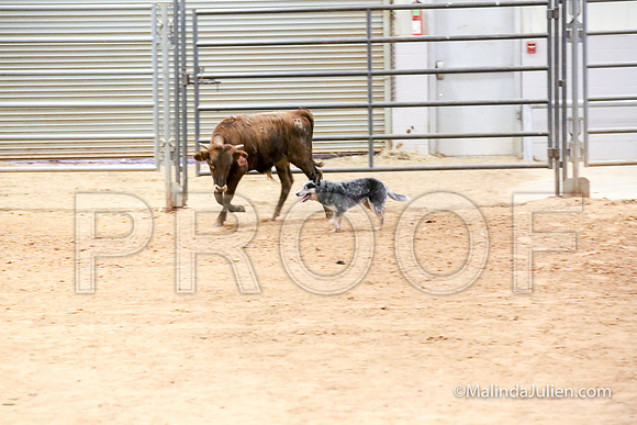 Herding Thur #302C Course A Cattle Joey Gerri-JJJ_3949-HR3